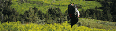 Leafy Spurge Control